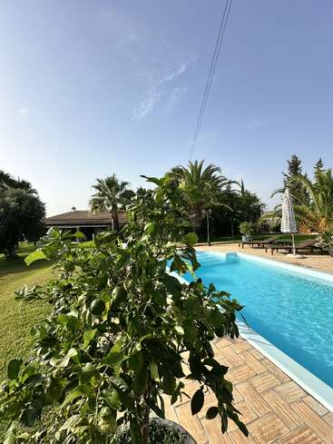 Un jardin ensoleillé avec une piscine limpide, entourée de palmiers et d'herbe verte. Un agrume feuillu se dresse au premier plan, sous un ciel bleu.