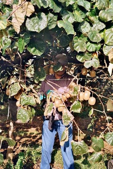 A person stands under dense green foliage, picking ripe kiwifruits from a laden vine. Sunlight filters through large leaves, creating a lush, fruitful, natural setting.