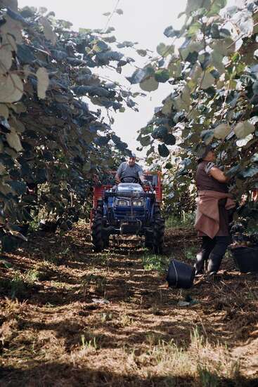 Under leafy vines, a person picks fruit while another drives a blue tractor between the rows, buckets on the ground ready for harvest. Sunlight filters through.