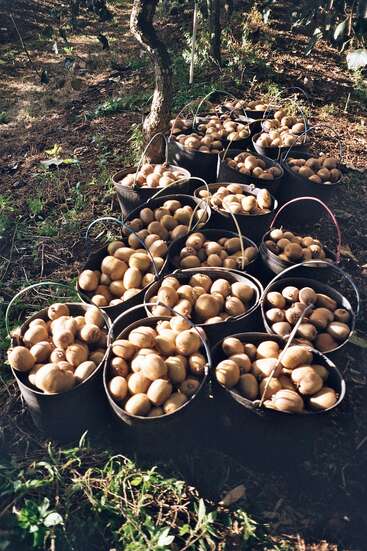Multiple black buckets filled with freshly harvested kiwis are placed on the ground in an orchard, surrounded by trees and sunlight filtering through foliage.