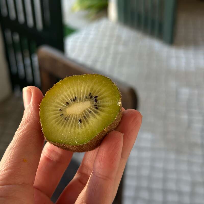 A hand holds a halved kiwi fruit, revealing its vibrant green flesh and black seeds, set against a blurred background of a tiled floor and a plant.