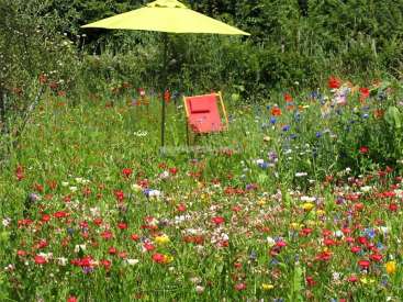 La imagen representa una serena escena de jardín, con un prado de flores silvestres, una silla roja y una sombrilla amarilla, sobre un fondo de exuberante vegetación.