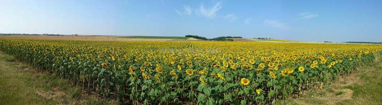 La imagen muestra un inmenso campo de girasoles bajo un cielo azul despejado, con algunos árboles visibles a lo lejos. El campo está densamente poblado de girasoles.