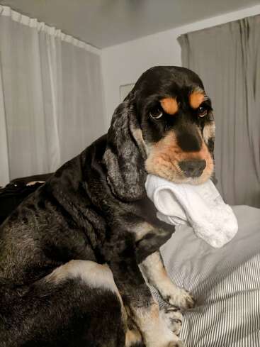 Un perrito adorable, con mirada triste y culpable, está sentado en una cama, sujetando con delicadeza un calcetín blanco entre los dientes. Al fondo se ven unas cortinas y una iluminación tenue.