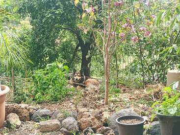 Um cachorro fofinho descansa num jardim verdejante, cercado por árvores, flores, pedras e vasos de plantas. O ambiente parece tranquilo e acolhedor.