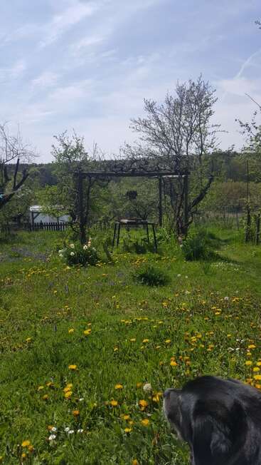 Esta imagen muestra un jardín frondoso y verde con flores silvestres, una pérgola de madera, una mesa, árboles dispersos y la cabeza de un perro en primer plano bajo un cielo azul.