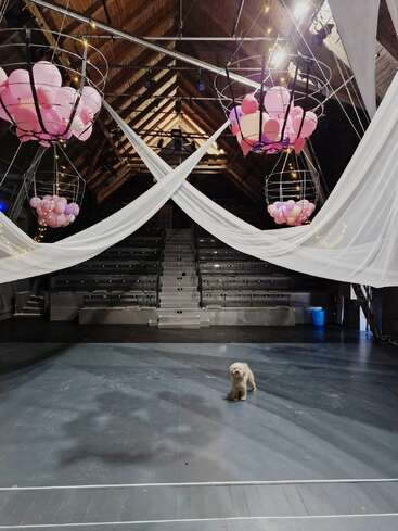 A fluffy dog stands alone on a stage under pink balloon decorations, white drapes, and theatrical lighting, with tiered seating in the background.