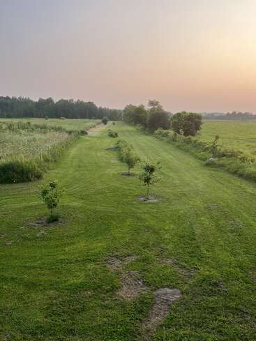 A peaceful rural landscape with young trees planted in rows on freshly mowed grass, surrounded by green fields and distant trees under a hazy, pastel sunset.