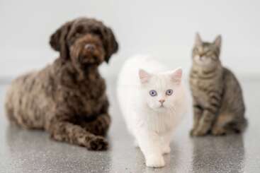 A fluffy brown dog lies beside a white cat with blue eyes and a tabby cat, all on a shiny floor, posing in a bright room.