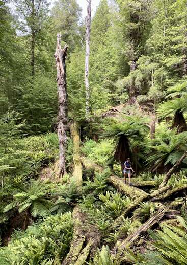 Ein üppiger, grüner Wald voller Farne und moosbewachsener umgestürzter Bäume. Eine Person wandert vorsichtig, umgeben von hohen alten Stämmen und dichter Vegetation, und genießt die Schönheit der Natur.
