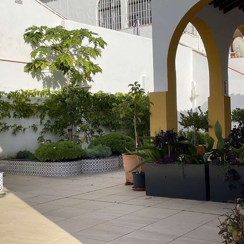 Cette image montre une cour ensoleillée avec un sol carrelé, des plantes en pot, des arbres feuillus, des arcades jaunes et un mur blanc, créant une atmosphère sereine et luxuriante.