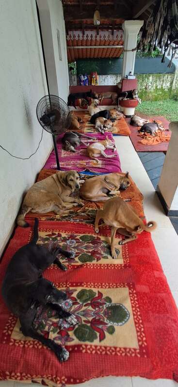 Plusieurs chiens sont confortablement allongés sur des couvertures colorées et se reposent ensemble sous un porche couvert. Cette scène confortable suggère un refuge ou un foyer pour animaux sauvés.