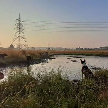 Plusieurs chiens se tiennent debout et jouent près d'un petit étang entouré d'herbes hautes. Des lignes électriques s'étendent dans le ciel au cours d'une scène paisible, tôt le matin ou le soir.