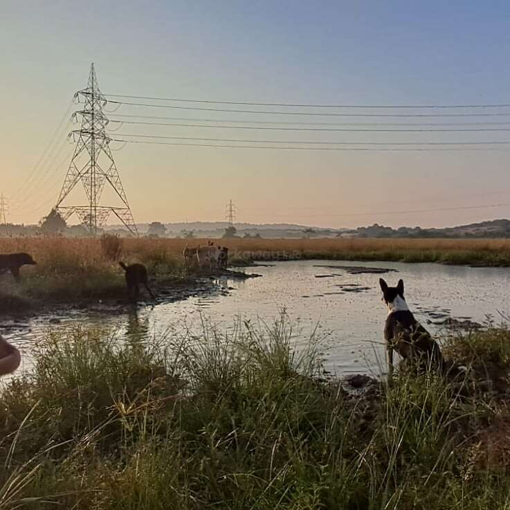 Plusieurs chiens se tiennent debout et jouent près d'un petit étang entouré d'herbes hautes. Des lignes électriques s'étendent dans le ciel au cours d'une scène paisible, tôt le matin ou le soir.
