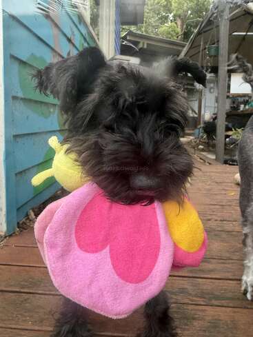 A small black dog stands on a wooden deck, holding a pink and yellow plush toy in its mouth. Colorful outdoor background, cute and playful.