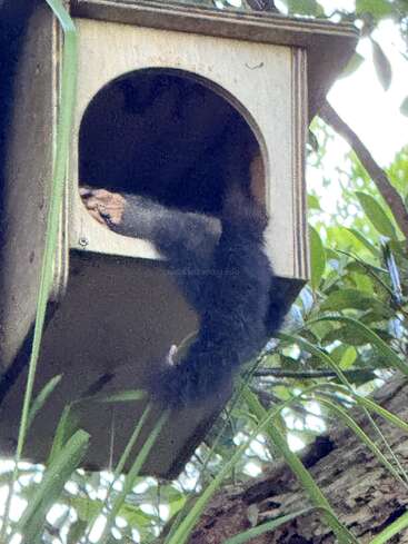 A black animal, possibly a squirrel, is climbing into a wooden birdhouse or nest box among green leaves and tree branches, with its tail hanging out.