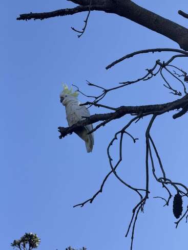 A white cockatoo with a yellow crest perches on a bare tree branch against a clear blue sky, surrounded by several thin, leafless branches.