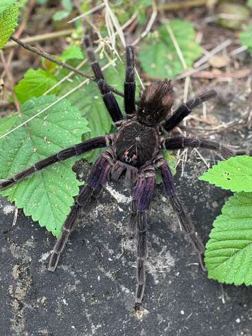 Eine große, haarige schwarz-lila Vogelspinne sitzt auf einem Felsen, umgeben von grünen Blättern und trockenen Zweigen in einer natürlichen Umgebung.
