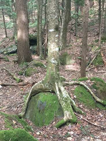 The image depicts a tree with exposed roots growing out of a moss-covered rock in a forest, surrounded by other trees and foliage.