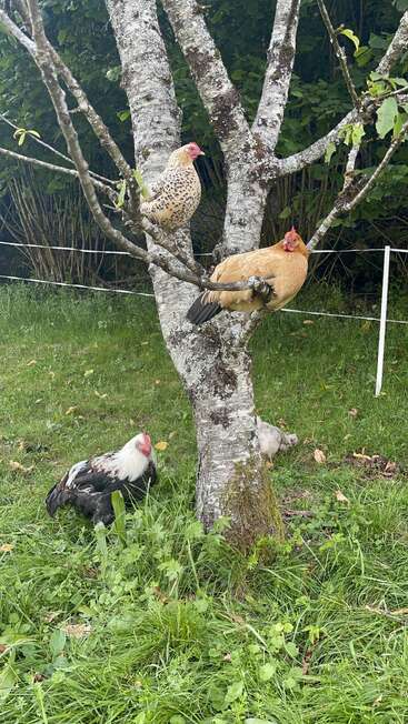 Duas galinhas empoleiram-se confortavelmente nos galhos de uma árvore coberta de musgo, enquanto outra galinha e um pássaro menor descansam na grama verde abaixo. Cena tranquila.