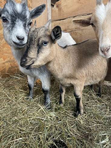 Three adorable goats stand closely together in a cozy wooden barn, surrounded by hay. Their curious faces and gentle expressions create a heartwarming, peaceful farm scene.