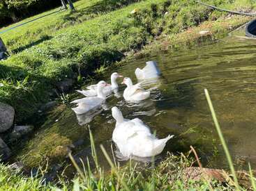 Five white ducks swim together in a small pond surrounded by green grass. Sunlight brightens the scene, and a couple of people stand nearby.