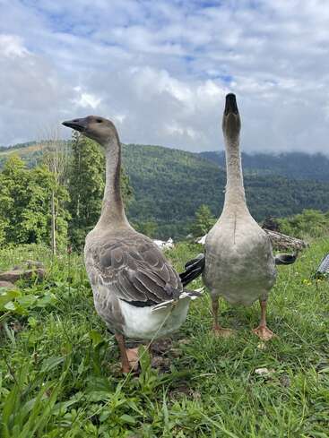 Two geese stand on lush green grass with a scenic backdrop of rolling hills, trees, and cloudy sky, creating a peaceful countryside atmosphere in nature.