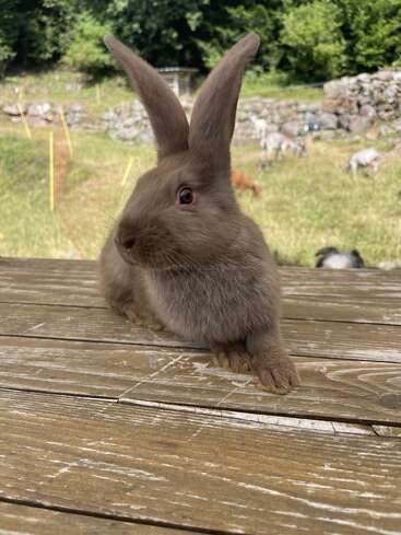 A fluffy brown rabbit with large ears sits on a weathered wooden surface outdoors, with green grass, rocks, and animals grazing in the blurred background.