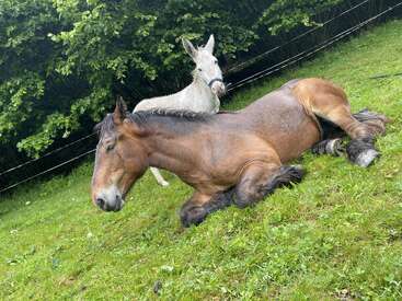 A brown horse lies on the green grass, relaxing. Behind it, a white donkey stands alert. Both are surrounded by lush leafy trees and fencing.