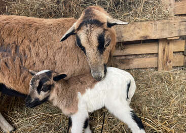 A mother goat gently nuzzles her newborn kid in a cozy straw-filled stable, expressing warmth, care, and affection in a peaceful rural farm setting.