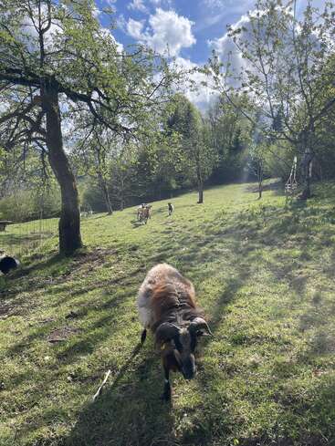 A sunny meadow with scattered trees, a ram in the foreground, and goats grazing in the background. Blue sky, clouds, and forest border the scene.