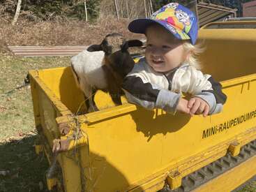 A smiling toddler wearing a colorful cap leans over the edge of a yellow cart next to a curious goat. It’s a bright, sunny outdoor scene.