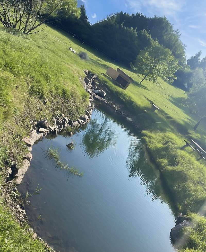 Um lago pequeno e tranquilo é cercado por grama verde e pedras. Você pode ver árvores, um abrigo de madeira e um banco sob um céu azul brilhante.