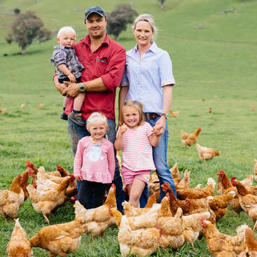 Range chickens on a beautiful farm 