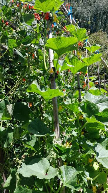 Enredaderas de hojas verdes trepan por soportes de madera en un jardín soleado. Las flores de color naranja brillante y el denso follaje crean un paisaje exterior vibrante, exuberante y próspero.