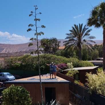 Two people stand atop a small shed, arms outstretched, next to an exceptionally tall flowering agave plant. Lush greenery and distant mountains fill the background.