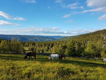 Tres caballos pastan tranquilamente en una pradera verde y frondosa, salpicada de flores silvestres amarillas. Las colinas boscosas y las montañas lejanas se extienden bajo un cielo azul brillante, parcialmente nublado.