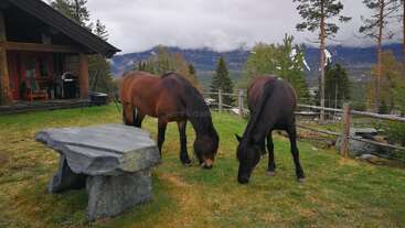 Dos caballos pastan tranquilamente en la hierba verde cerca de una rústica cabaña de madera. Cerca hay una mesa de piedra. Las montañas y los pinos conforman un pintoresco y tranquilo telón de fondo.