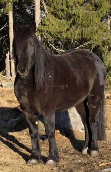 Un majestuoso caballo negro se yergue sobre la hierba seca en un claro del bosque bañado por el sol. Su crin es larga y oscura, y se funde con su brillante pelaje.