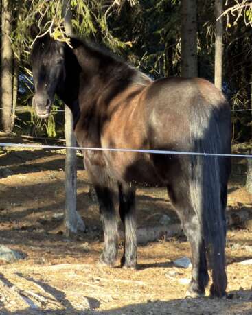 Un caballo negro se encuentra en un bosque bañado por la luz del sol, parcialmente a la sombra de los árboles. El animal mira hacia atrás, hacia la cámara, con el cuerpo de espaldas. Está rodeado de pinos.