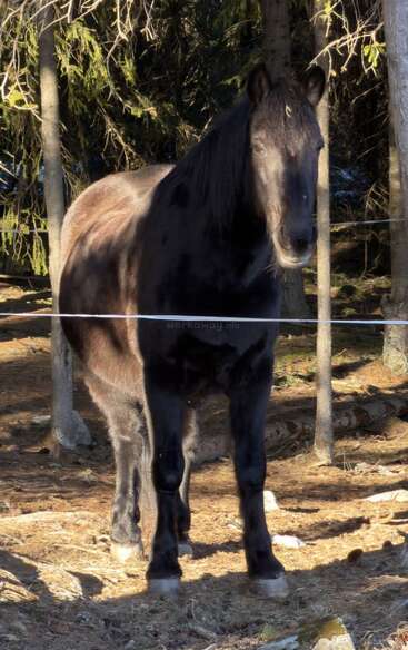 Un majestuoso caballo negro se encuentra en un claro del bosque, con la luz del sol iluminando su pelaje, rodeado de árboles y sombras, con aire tranquilo y atento tras una valla delgada.