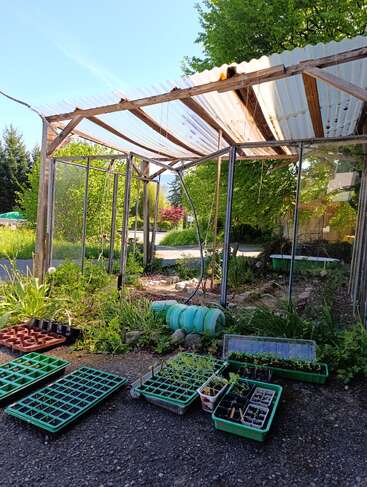 A rustic greenhouse with a plastic roof and wooden frame stands outdoors. Seedling trays filled with young plants and sprouts are arranged on the ground nearby.