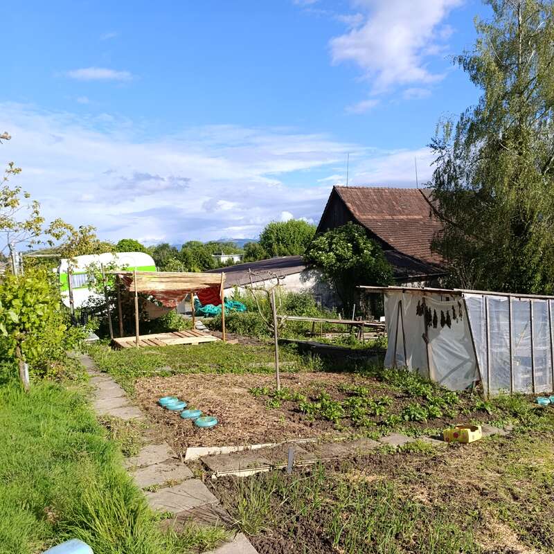 A sunny rural garden with green plants, a small greenhouse, a wooden shed, and a rustic path. Blue sky and scattered clouds in the background.