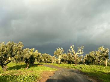A imagem retrata uma paisagem serena com uma estrada de terra que serpenteia por um bosque de oliveiras, em um cenário dramático de nuvens escuras de tempestade.