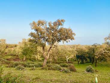 A imagem mostra uma paisagem serena com uma árvore solitária com galhos retorcidos, cercada por uma vegetação exuberante e um céu azul vibrante.