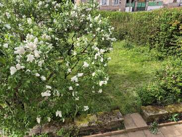 Ein üppig grüner Garten mit einem blühenden Fliederbusch voller weißer Blüten, einem überwucherten Rasen, Heckeneinfassungen und im Hintergrund sichtbaren Gebäuden.