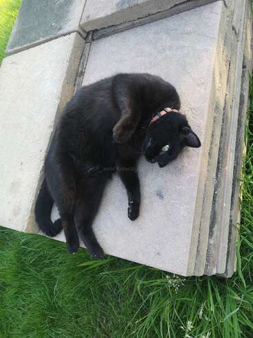 Eine entspannte schwarze Katze mit grünen Augen liegt auf gestapelten Pflastersteinen, trägt ein Halsband, ist von grünem Gras umgeben und genießt einen friedlichen sonnigen Moment im Freien.