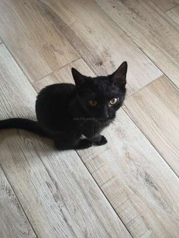 Eine kleine schwarze Katze mit leuchtend gelben Augen sitzt aufmerksam auf einem hellen Holzboden und blickt neugierig und wachsam in die Kamera.