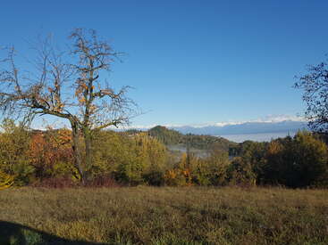 A serene landscape with a grassy field, leafless tree, vibrant autumn foliage, distant hills, and snow-capped mountains under a clear blue sky. Peaceful and picturesque.