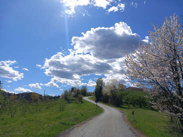A winding country road passes through green fields. Blossoming trees and lush vegetation line the path. Bright blue sky with fluffy clouds completes the tranquil scene.